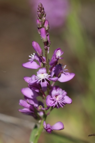 Lewton's milkwort (Polygala lewtonii)