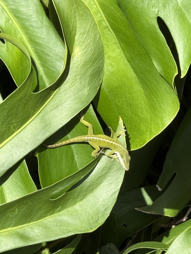 Anolis carolinensis observed 2024-12-16
