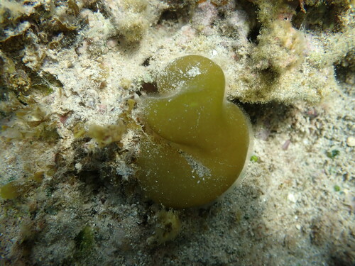 Colpomenia sinuosa observed 2025-02-09