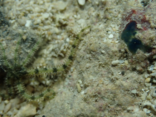Ophiocomella sexradia observed 2025-02-09