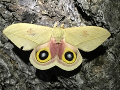 Automeris cecrops pamina