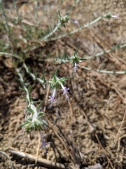 Ipomopsis multiflora