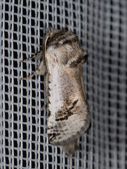 Parahypopta caestrum
