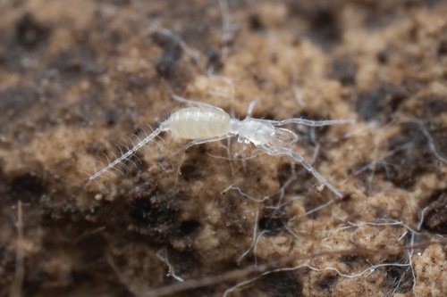 Prokoenenia wheeleri