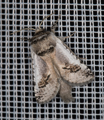 Parahypopta caestrum