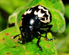 Leptinotarsa lacerata