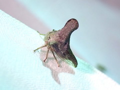 Glossonotus acuminatus