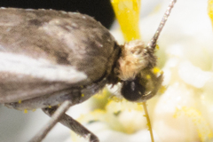 Parahyponomeuta egregiella