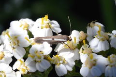 Parahyponomeuta egregiella