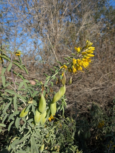 iNaturalist observation photo of Bladderpod