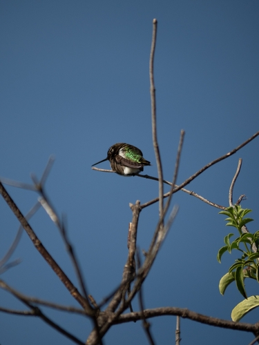 iNaturalist observation photo of Anna's Hummingbird