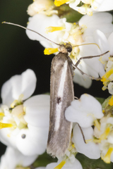 Parahyponomeuta egregiella