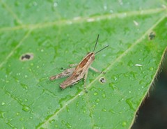 Shirakiacris shirakii