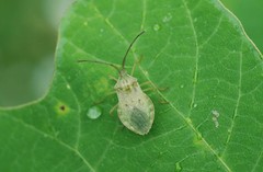 Homoeocerus dilatatus