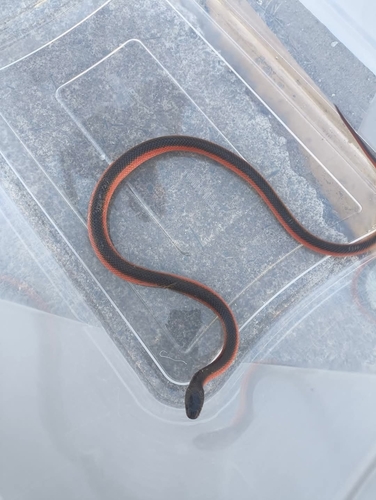 Paraná False Boa