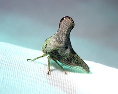 Glossonotus acuminatus