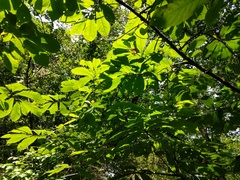 Asimina triloba