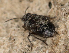 Saldidae