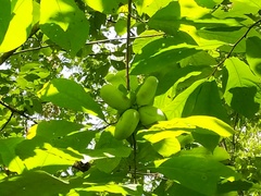 Asimina triloba