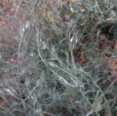 Cordylanthus pilosus trifidus