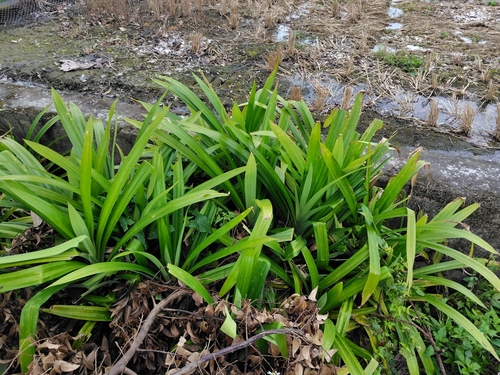 Pandanus amaryllifolius
