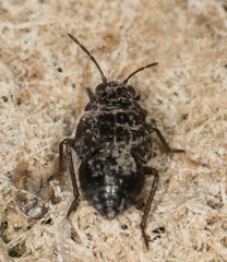 Saldidae