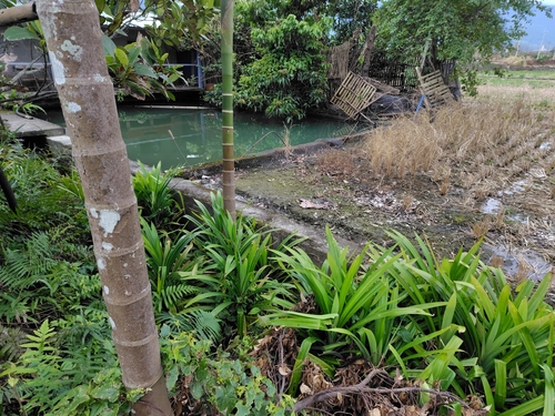 Image of Pandanus amaryllifolius by (c) chiuluan, some rights reserved (CC BY)