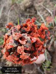 Lysurus corallocephalus