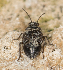 Saldidae