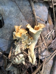 Craterellus odoratus