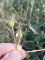 Cordylanthus pilosus trifidus