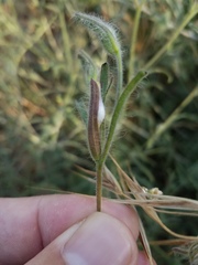 Cordylanthus pilosus trifidus