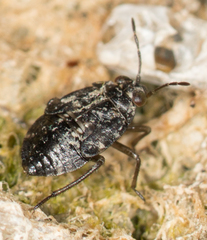 Saldidae