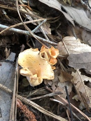 Craterellus odoratus