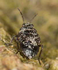 Saldidae
