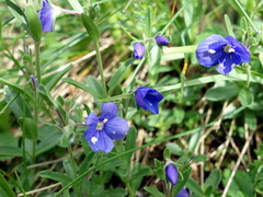 Veronica fruticans