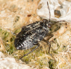 Saldidae