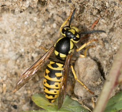 Vespula atropilosa