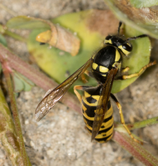 Vespula atropilosa