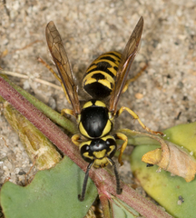 Vespula atropilosa