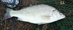 Silver Perch photo 3