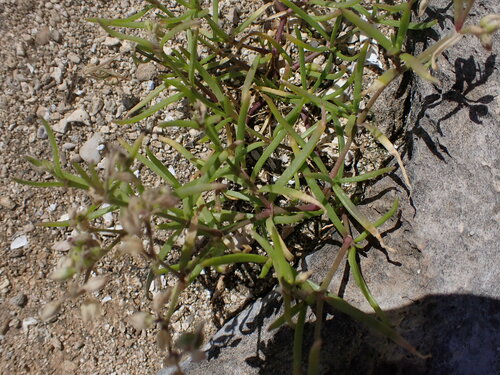 Spergularia marina observed 2025-02-09
