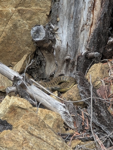 Tiger Snake sighting