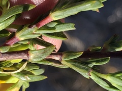 Hermannia aff-denudata