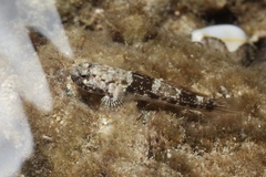 Coco's Frillgoby photo 5