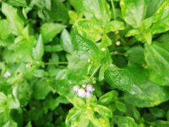 Ageratum conyzoides