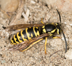 Vespula atropilosa