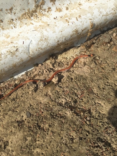 Gomes' Pampas Snake