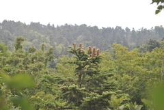 Abies cilicica