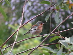 Fringilla coelebs